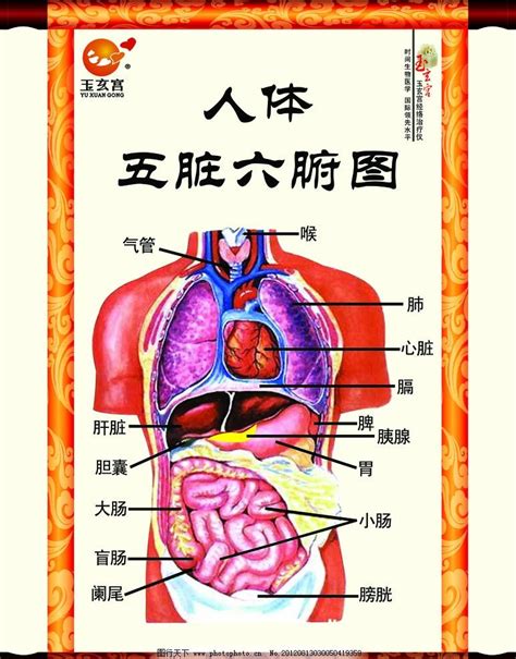 胃位置|人体图五脏的位置图分布图 (人体结构解剖图)